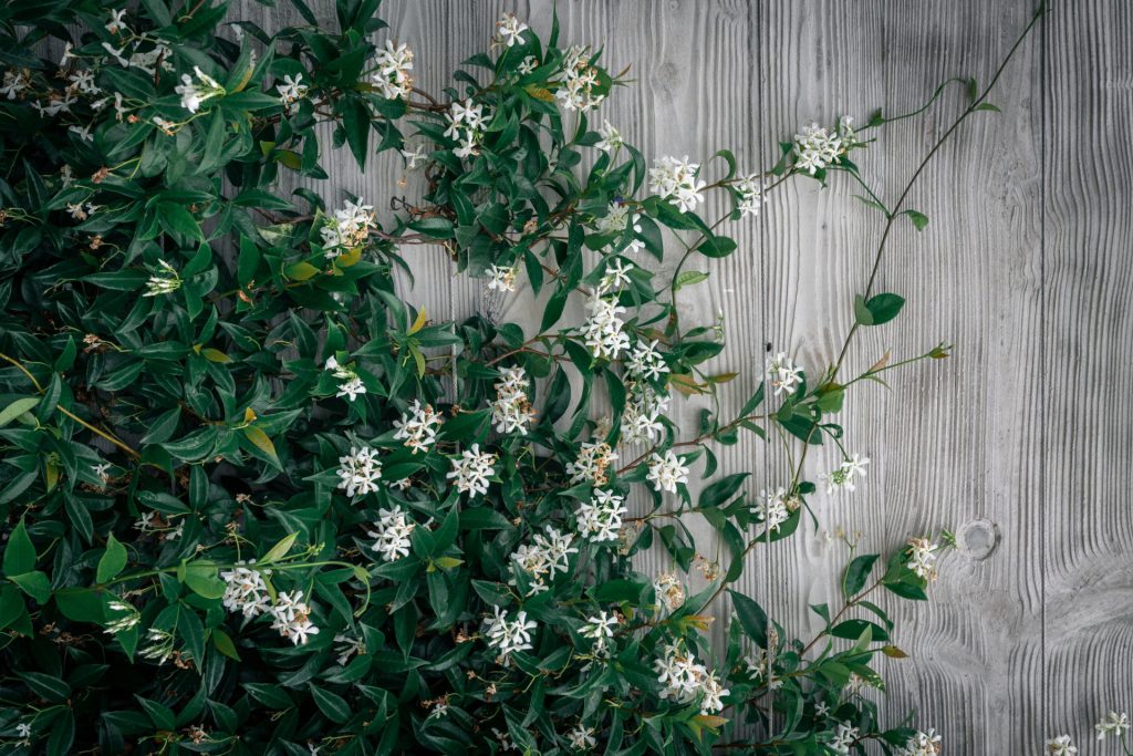 Green top indoor plants with white flowers spreading over a gray wooden surface.