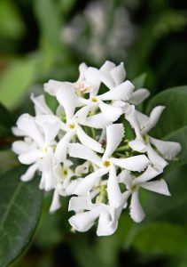 Cluster of white jasmine flowers, one of the top indoor plants, with green leaves in the background. Chinese star jasmine