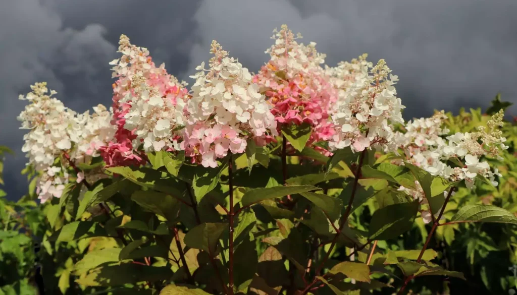 Cluster of hydrangea flowers, one of the top indoor plants, with pink and white blooms set against a backdrop of dark stormy clouds. hydrangea candlelight