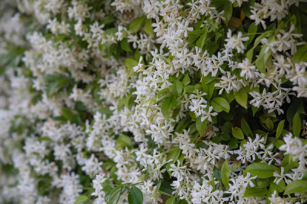 A dense cluster of white jasmine flowers, top indoor plants, in bloom with green leaves.