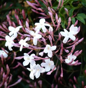 Cluster of white flowers with pink stems against a dark green foliage background, considered top indoor plants.