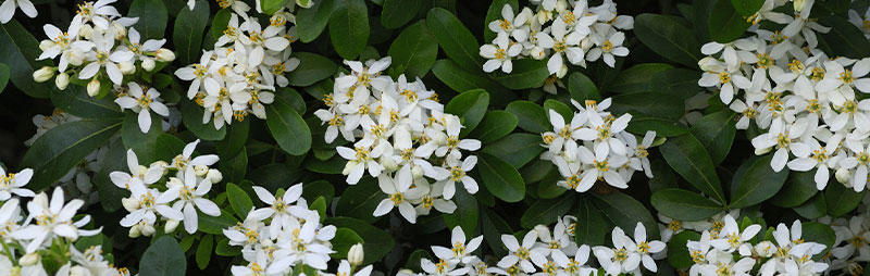 A dense cluster of white flowers with yellow centers surrounded by glossy green leaves from top indoor plants.