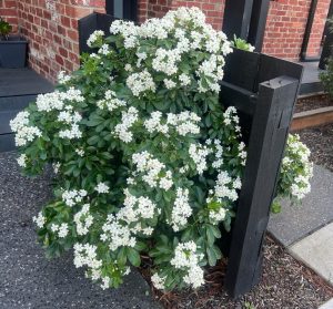 A lush green shrub covered in white blossoms, situated next to a black fence and a brick building, is one of the top indoor plants. Choisya ‘Mexican Orange Blossom’ 