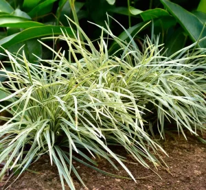 Variegated ornamental grass, one of the top indoor plants, with white and green striped leaves growing alongside a stone surface. Liriope ‘Stripey White’