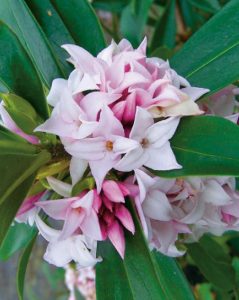 Cluster of light pink flowers from top indoor plants blooming among green leaves.