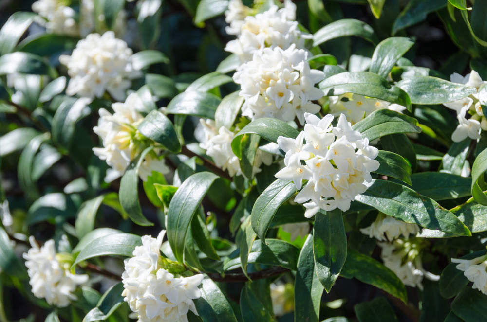 White daphne flowers bloom amidst glossy green leaves, making them top indoor plants.