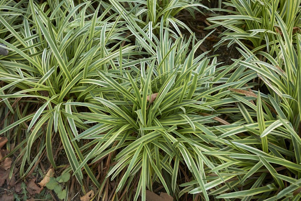Lush spider plants, top indoor plants with variegated green and white leaves, growing in garden soil. Liriope ‘Stripey White’