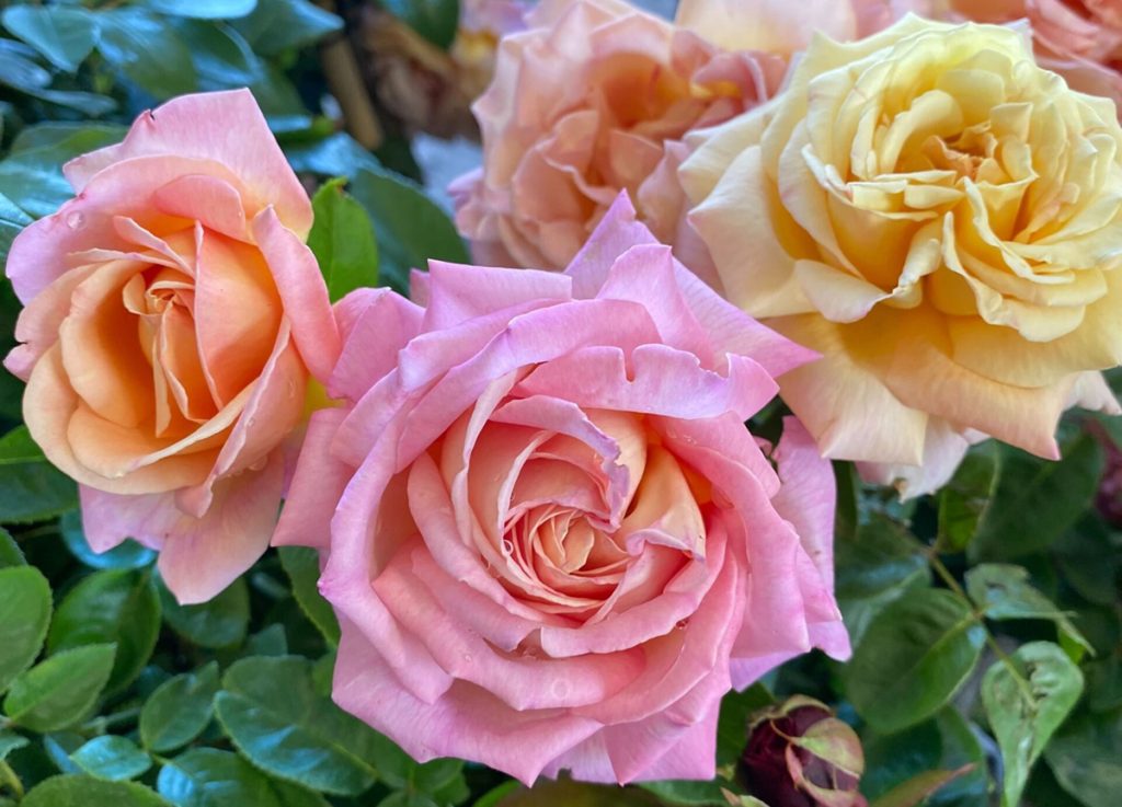 Close-up of top indoor multi-colored roses in bloom. Peace Roses