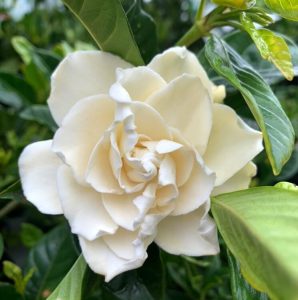 A close-up of a cream-colored gardenia flower in bloom, one of the top indoor plants, surrounded by green leaves. Grdenia florida