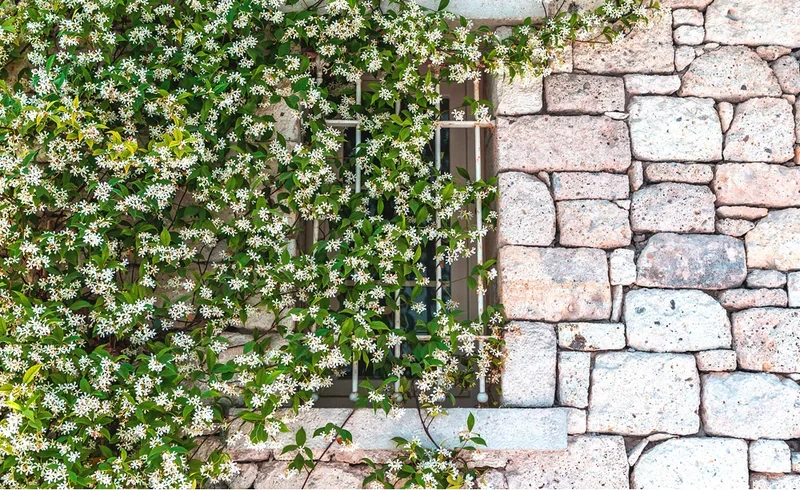 White flowering vines, ideal as top indoor plants, cascading over a rustic stone wall with a partially obscured window. Trachelospermum ‘Chinese Star Jasmine’