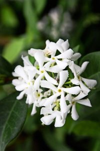 A close-up of white jasmine flowers in full bloom surrounded by lush green leaves, one of the top indoor plants.