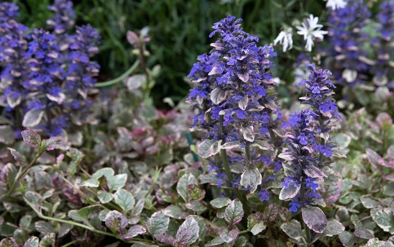 Purple bugleweed flowers in full bloom, surrounded by variegated green and white foliage, create a striking feature among top indoor plants. Ajuga ‘Burgundy Glow’