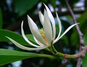 A white magnolia flower in bloom with green leaves from one of the top indoor plants in the background. White Jade Orchid Tree