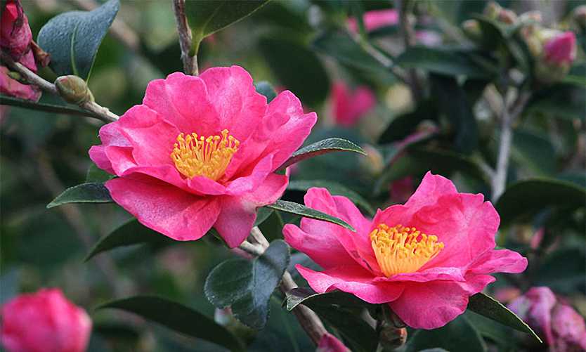 Two vibrant pink camellia flowers with yellow stamens, surrounded by dark green leaves from top indoor plants.