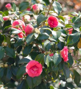Vibrant pink camellia flowers in bloom, surrounded by glossy green leaves, ideal as top indoor plants, under bright sunlight.