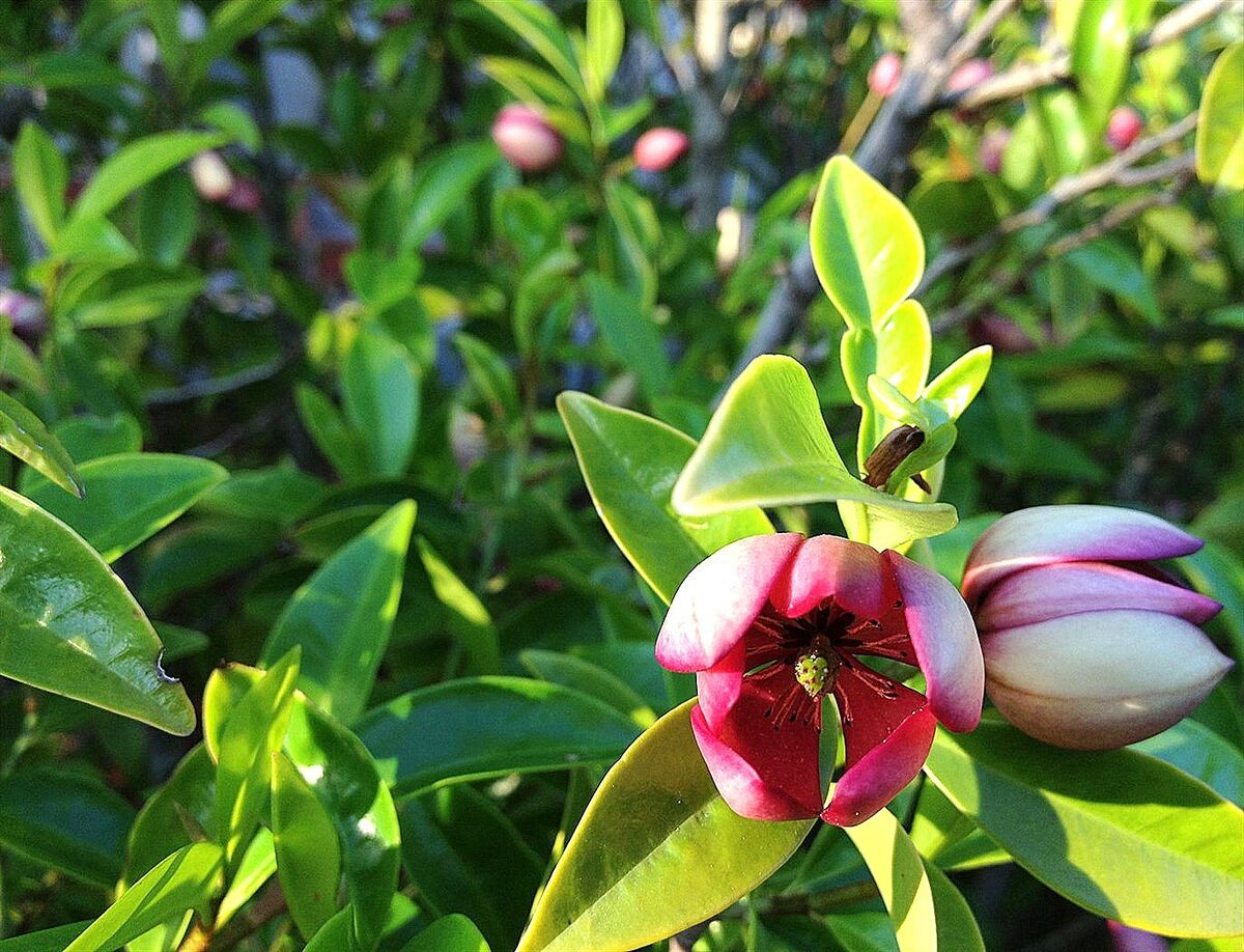 Pink flower amidst green leaves with buds about to bloom, one of the top indoor plants.