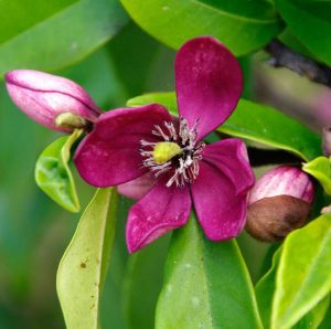 A vibrant magenta top indoor plant with prominent stamens surrounded by green leaves and budding flowers. Michelia figo Coco