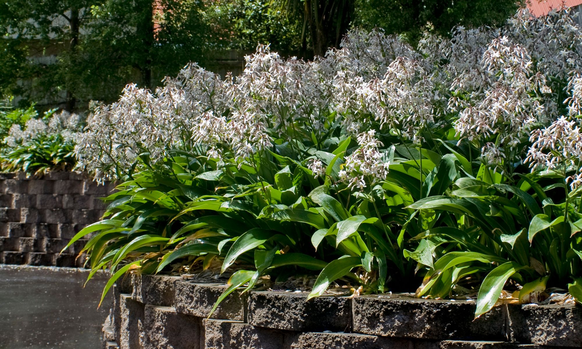 A sunlit garden featuring clusters of top indoor plants with green leaves, bordered by a low brick wall. Arthropodium ‘Te Puna’ Rock Lily