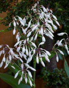 White bell-shaped flowers blooming on a top indoor plant with slender green leaves, set against a soft-focus background of dense foliage. Arthropodium ‘Te Puna’ Rock Lily