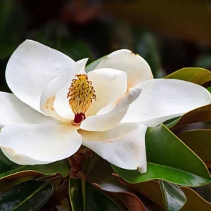 Close-up of a white magnolia flower in bloom with green leaves in the background, one of the top indoor plants. Magnolia grandiflora