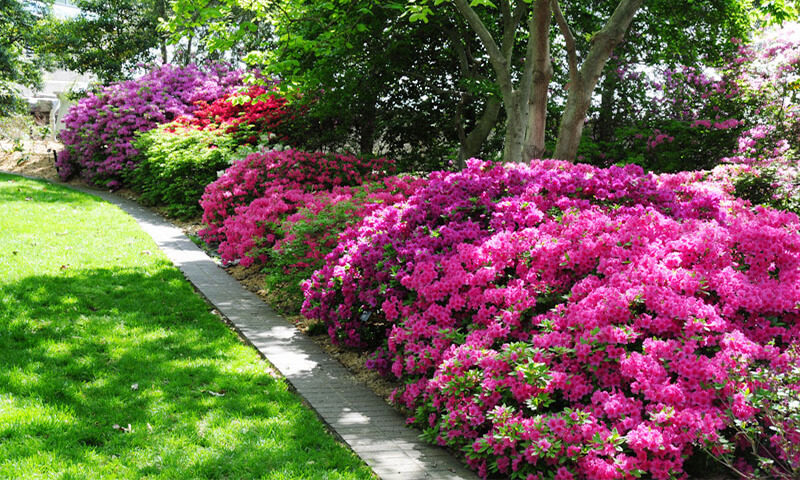 A vibrant garden pathway lined with lush pink and purple azalea bushes under a canopy of green top indoor plants.