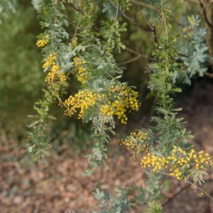 Acacia 'Goldilocks' Wattle 12" Pot (Standard) blossoms on a green shrub with fern-like leaves, set against a blurred natural background.