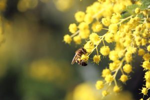 A bee collecting pollen from Acacia 'Prickly Moses' 6" Pot flowers.