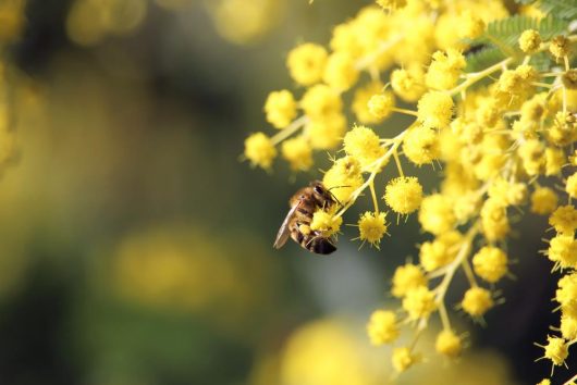 A bee collecting pollen from Acacia 'Prickly Moses' 6" Pot flowers.
