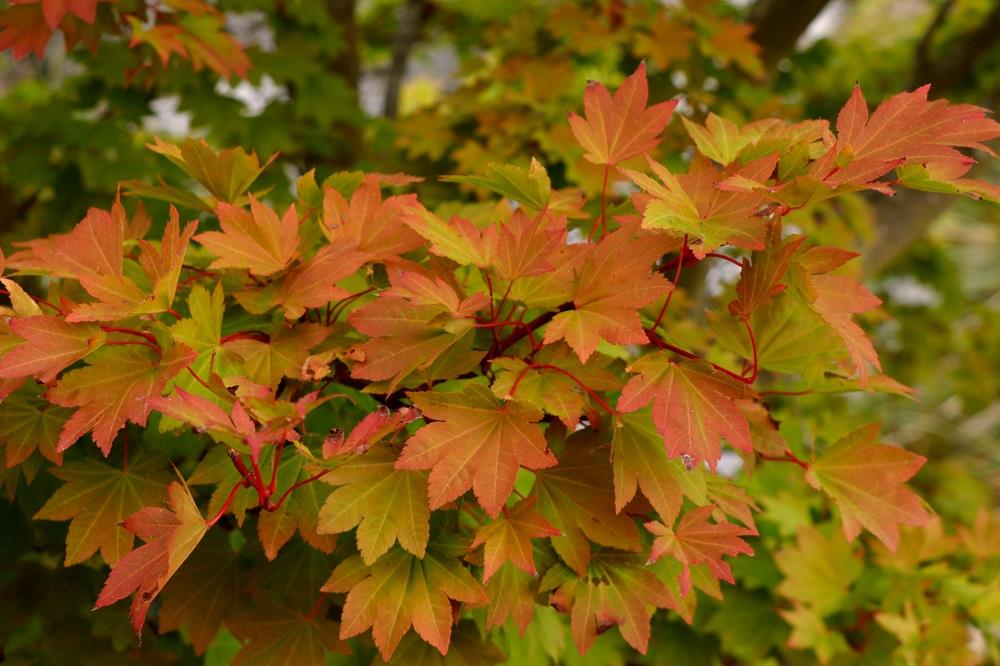 Autumn leaves of Acer 'Siebold' Maple transitioning to red among green foliage