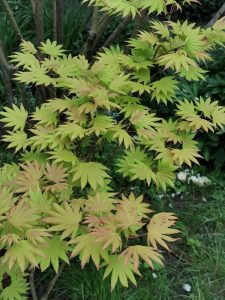Lush Acer 'Green Moon' Japanese Maple 90L with vibrant light green leaves against a background of dark branches.