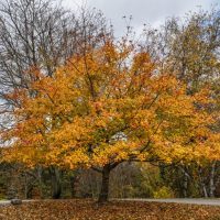 A stunning Acer 'Ellen' Japanese Maple 90L with bright yellow and orange leaves stands in a park during autumn, set against a backdrop of leafless and semi-leafed trees under a cloudy sky.