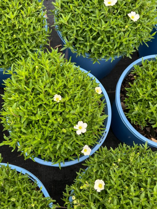 Several blue pots filled with dense, green foliage and small white flowers are arranged closely together, showcasing the beauty of Arenaria 'Summer White' 8" Pot.
