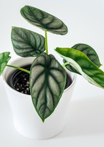 Potted Alocasia 'Dragon Scale' 5" Pot with large, heart-shaped leaves against a white background. DRAGON SKIN