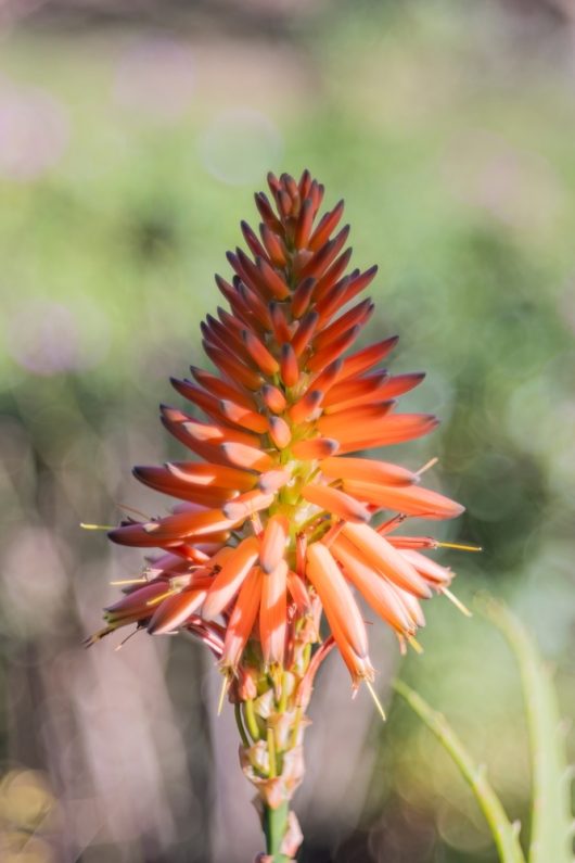 Bright orange aloe flower spike andreas orange