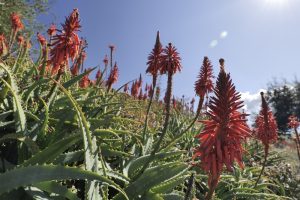 aloe bumble bee bright red spikes flowers