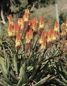 aloe ivory dawn bright red and yellow torch shaped spiked flowers