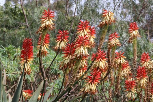 aloe mountain gem