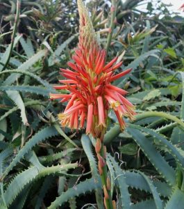 A vivid red aloe vera flower blooms among green spiky leaves. Aloe Sea urchin