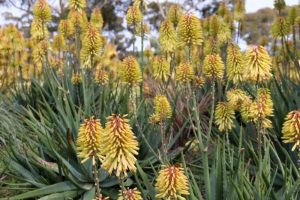 Yellow and orange Aloe 'Southern Cross' 2" Pot blossoms on tall spikes with green fleshy leaves in the background.