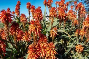 A vibrant field of orange Aloe 'Spots N Dots™' 2" Pot flowers under a clear blue sky.