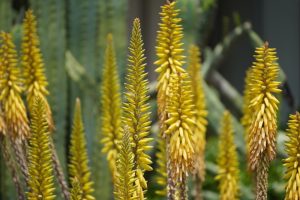 Aloe 'Sparkler™' 2" Pot blossoms in focus with blurred green aloe plants in the background.