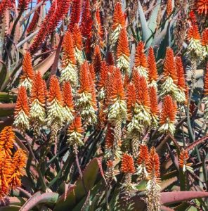 masses of aloe hybrid Venus bright red and yellow spikes