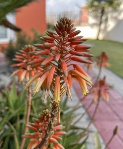 A close-up image of a blooming aloe ALOE GEMINI plant, featuring orange flowers against a blurred garden background.