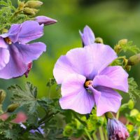 Purple Alyogyne 'Karana' Native Hibiscus 6" Pot flowers in bloom with green foliage background.