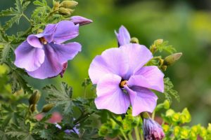 Purple Alyogyne 'Karana' Native Hibiscus 6" Pot flowers in bloom with green foliage background.