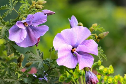 Purple Alyogyne 'Karana' Native Hibiscus 6" Pot flowers in bloom with green foliage background.