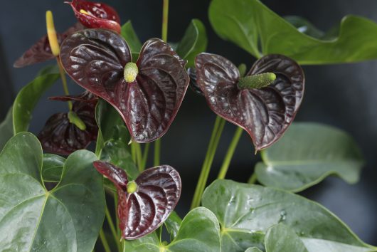 Anthurium 'Black Winner®' plants with glossy, dark red flowers and bright green leaves, highlighted against a dark background.