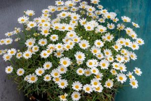 A pot of blooming Argyranthemum 'Angelic™ neptune daisy flowers against a blue background. bright white with yellow centre daisies