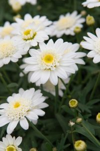 A cluster of Argyranthemum 'Angelic™ Neptune' Daisy 6" Pot daisies with lush green foliage.