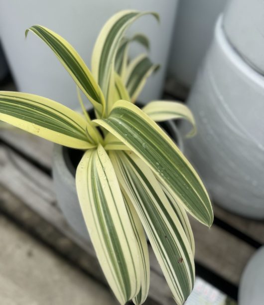 Arthropodium 'Moonbeam' NZ Rock Lily 8" Pot plant with long, slender leaves marked by green and cream stripes, perched on a wooden surface against a blurred background.